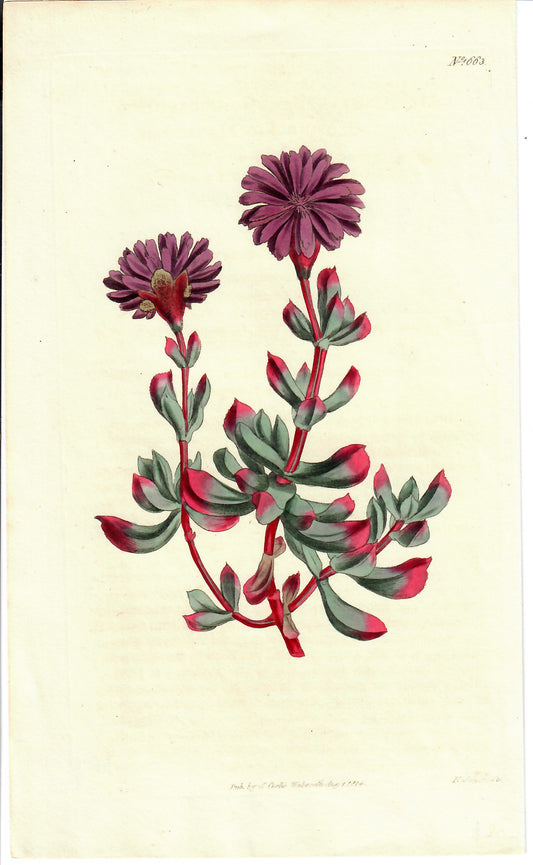 Purple Hand-Colored Botanical, 1814