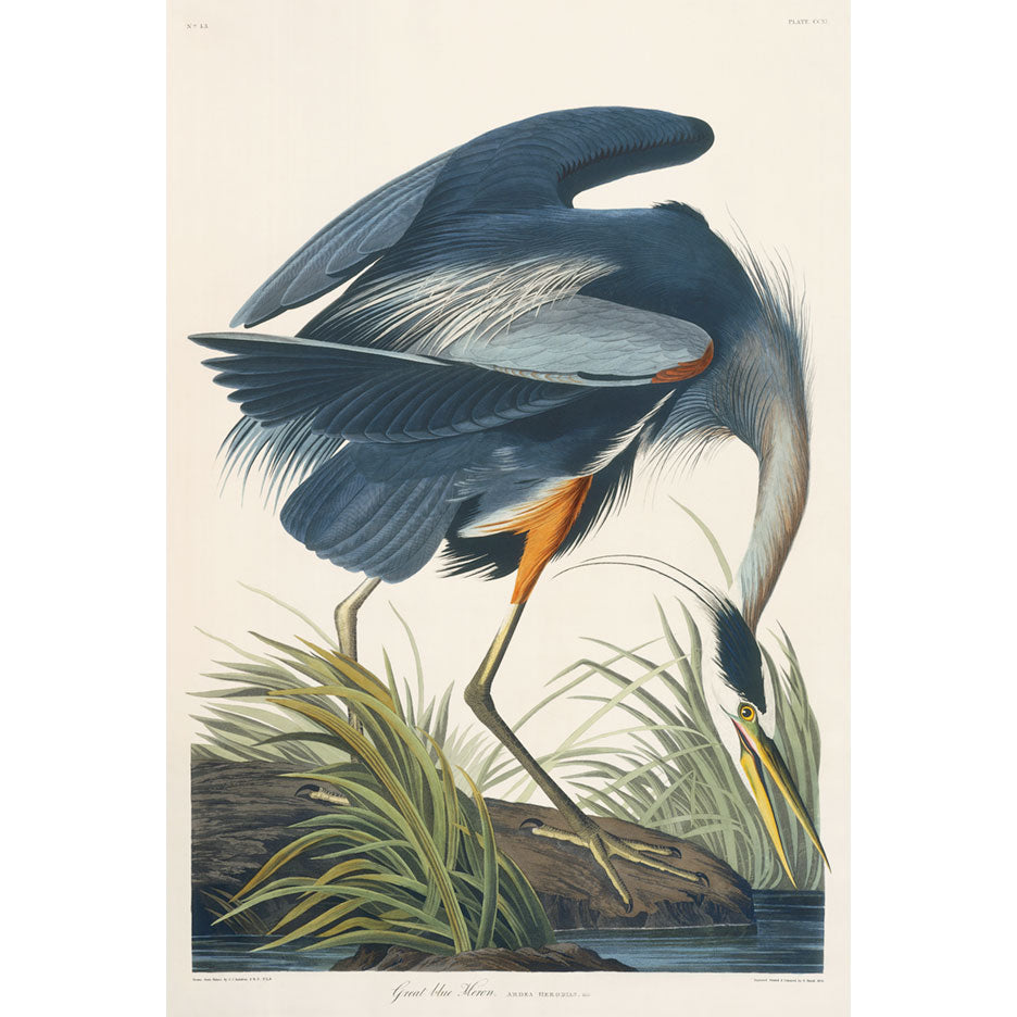 John James Audubon Martino Ed. Louisiana Blue Heron Print Lithograph Engraving 1973 Germany Birds of America Collection