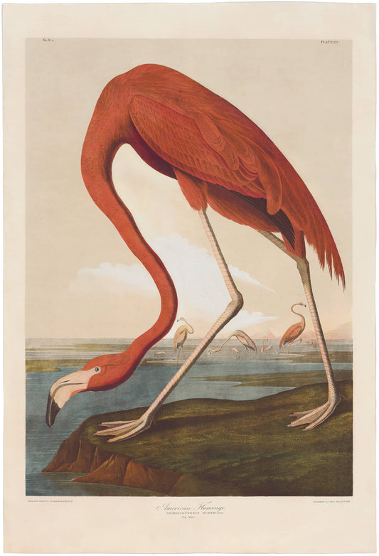 John James Audubon Leipzig Ed. American Flamingo Print Lithograph Engraving 1973 Germany Birds of America Collection