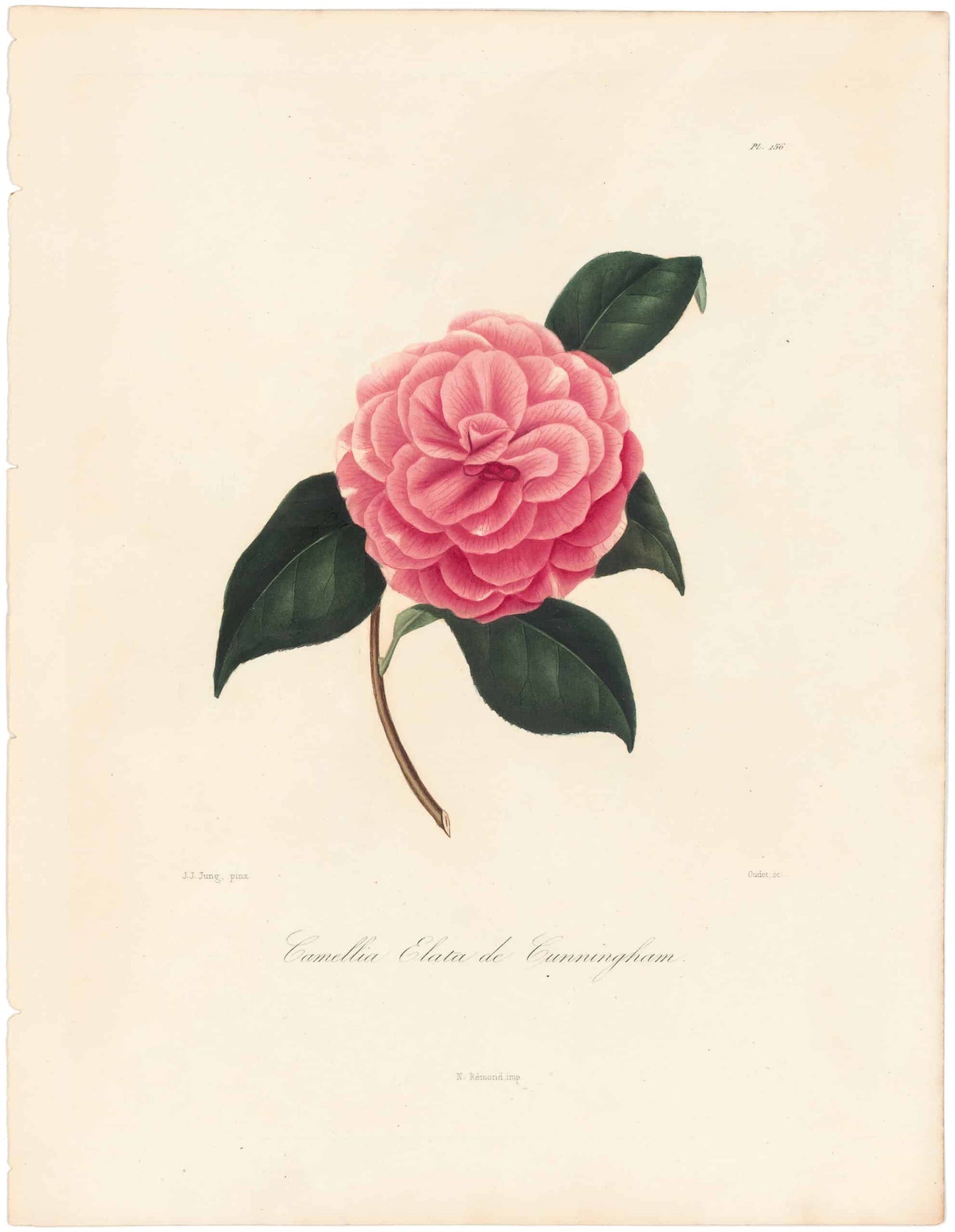 Berlese, Botantial: Camellias, Elata de Cummingham