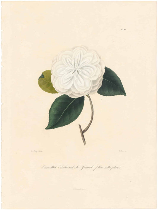 Berlese, Botantial: Camellias, Fredric le Grand