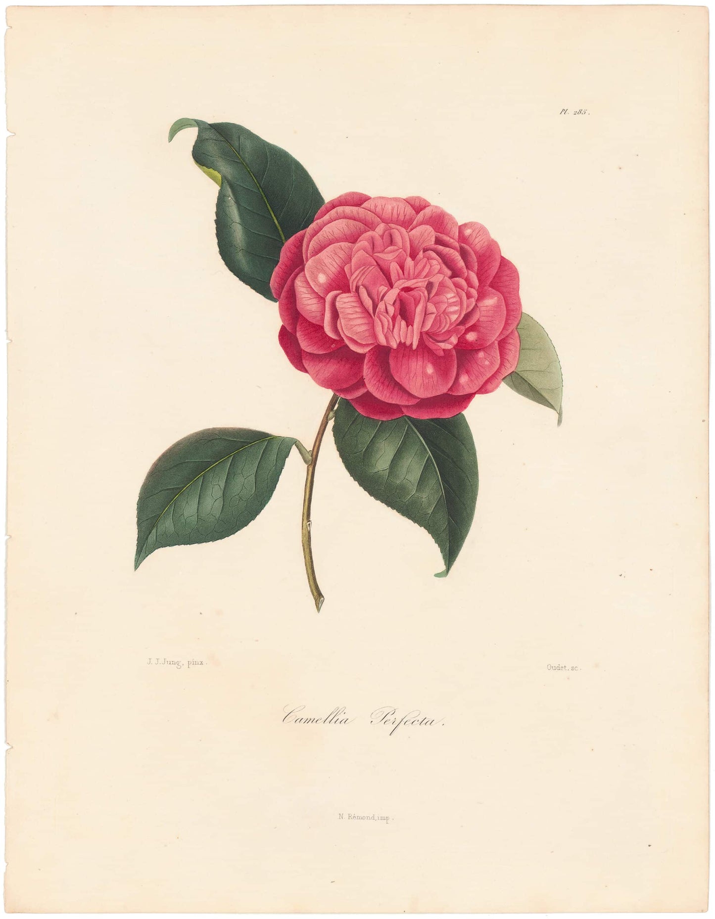 Berlese, Botantial: Camellias, Perfecta