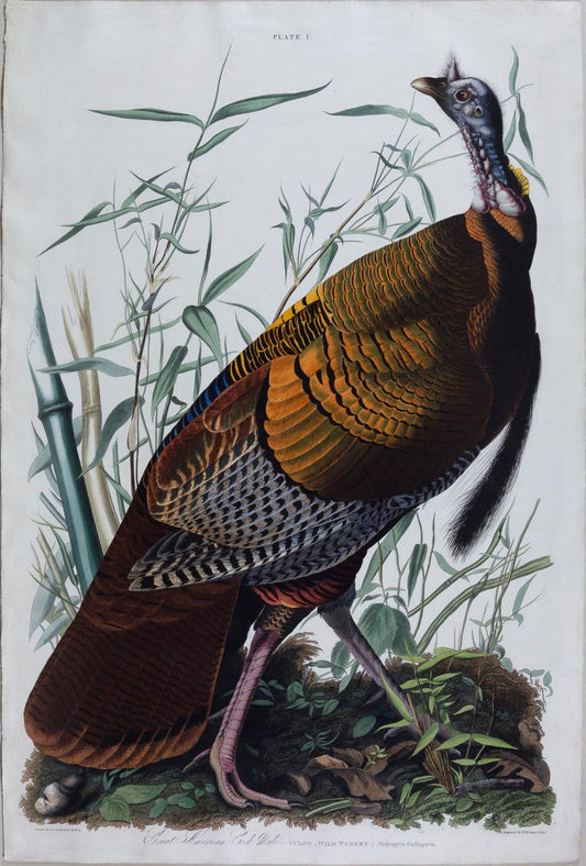 John James Audubon Turkey Leipzig Ed. Great American M.  Print Lithograph Engraving 1973 Germany Birds of America Collection