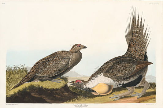 John James Audubon Leipzig Ed.Cock of the Plains Print Lithograph Engraving 1972 Germany Birds of America Collection