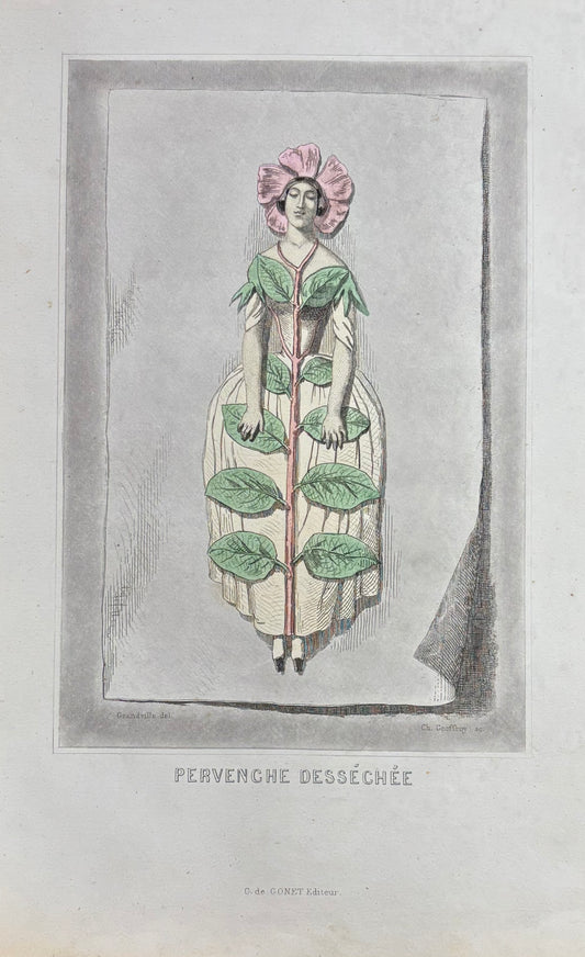 Pervenche Desséchée (Dried Periwinkle)