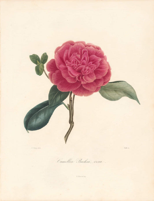 Berlese, Botantial: Camellias, Bucksii vera