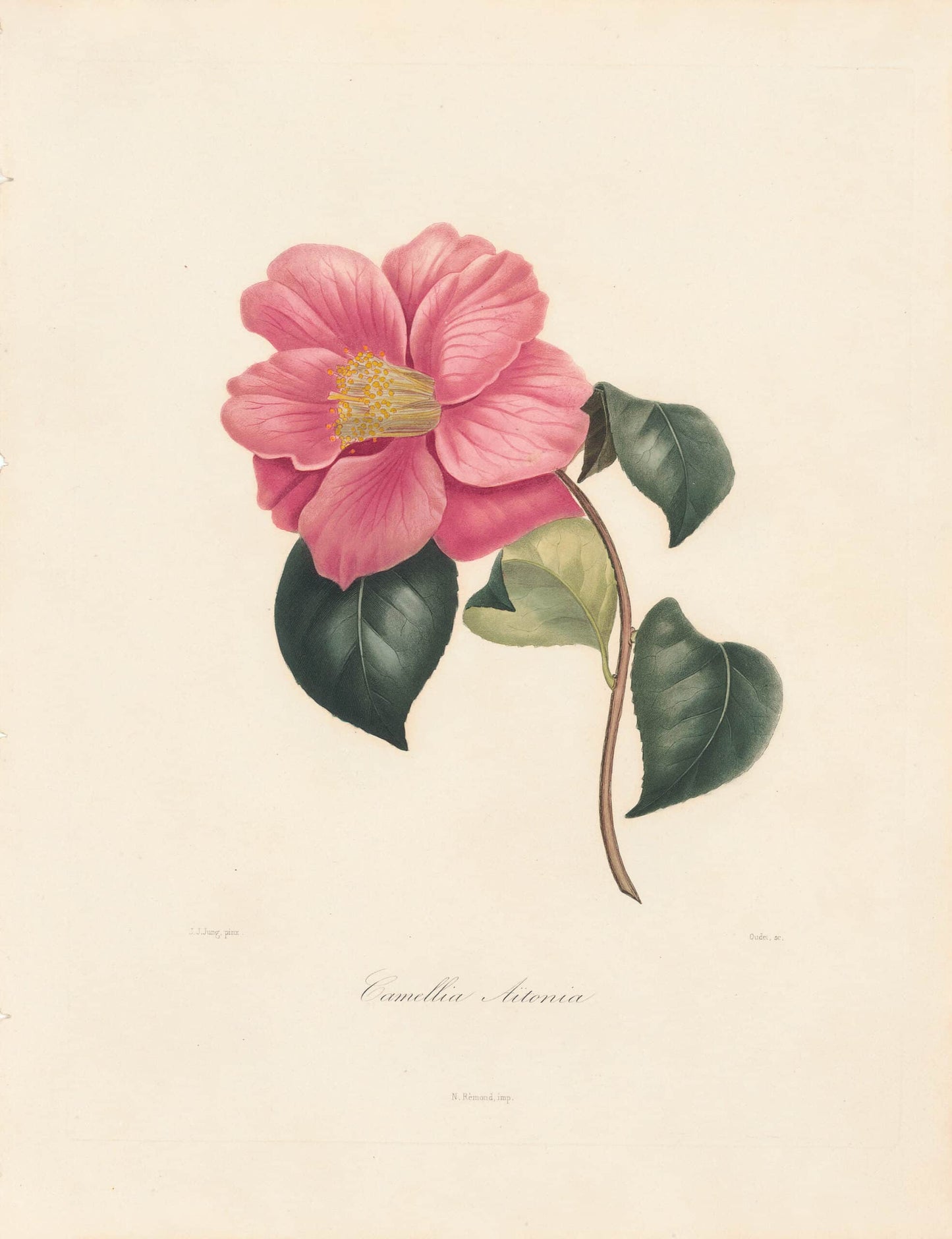 Berlese, Botantial: Camellias, Aitonia