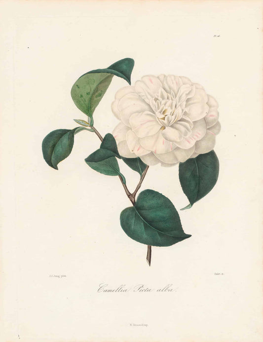 Berlese, Botantial: Camellias, Pieta alba