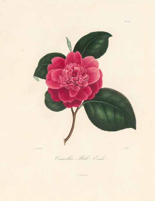 Berlese, Botantial: Camellias, Mill Ende