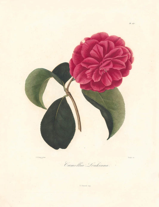 Berlese, Botantial: Camellias, Loukiana