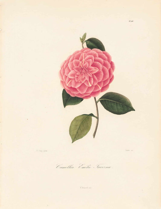 Berlese, Botantial: Camellias, Emeilie Taverna