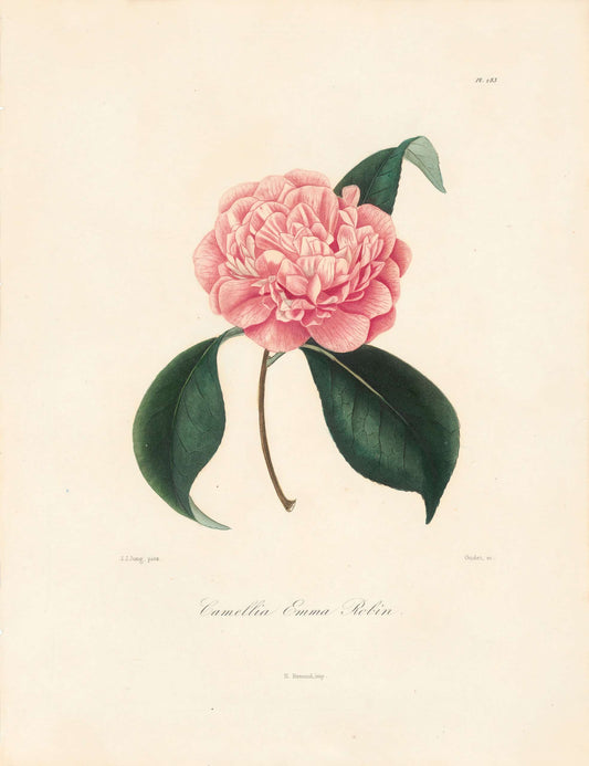 Berlese, Botantial: Camellias, Emma Robin
