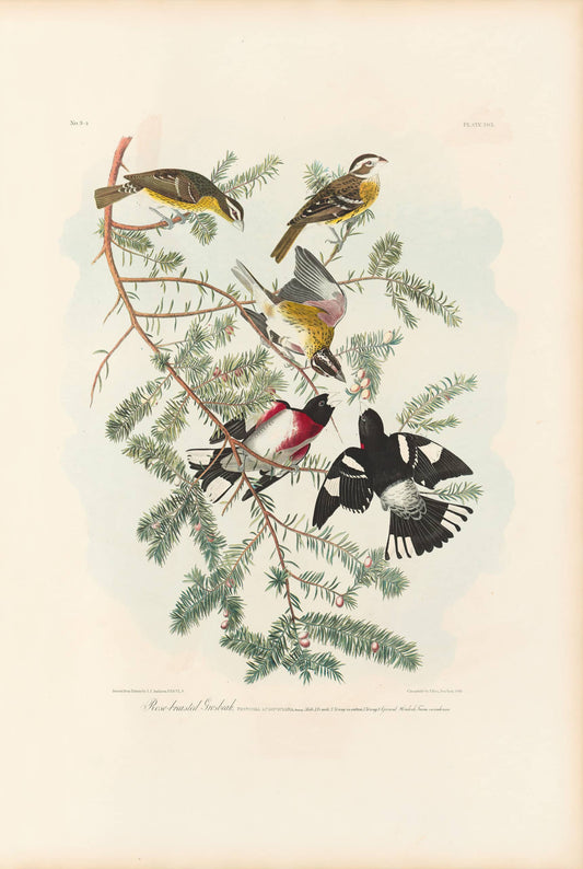 John James Audubon  Leipzig Ed.Rose-breasted Grosbeak Print Lithograph Engraving 1972 Germany Birds of America Collection