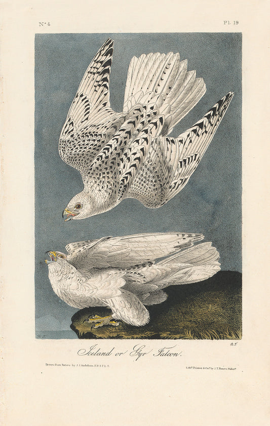 John James Audubon  Leipzig Ed.Iceland Gyr Falcon Print Lithograph Engraving 1973 Germany Birds of America Collection