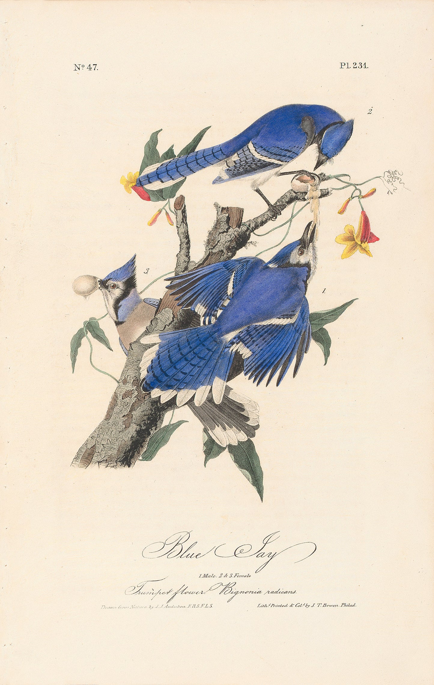 John James AudubonLeipzig Ed.Blue Jay Print Lithograph Engraving 1972 Germany Birds of America Collection