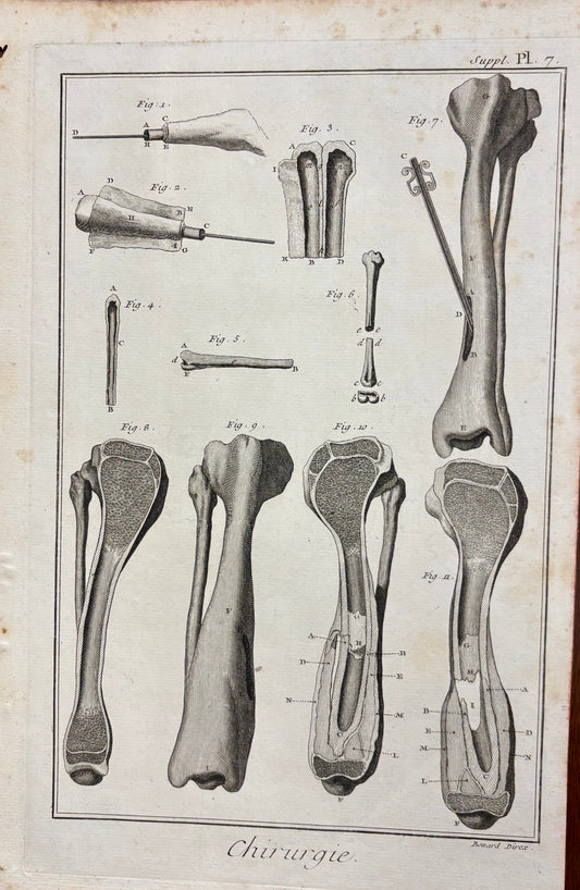 Plate 7, Long Bones by Louis-Jacques Goussier