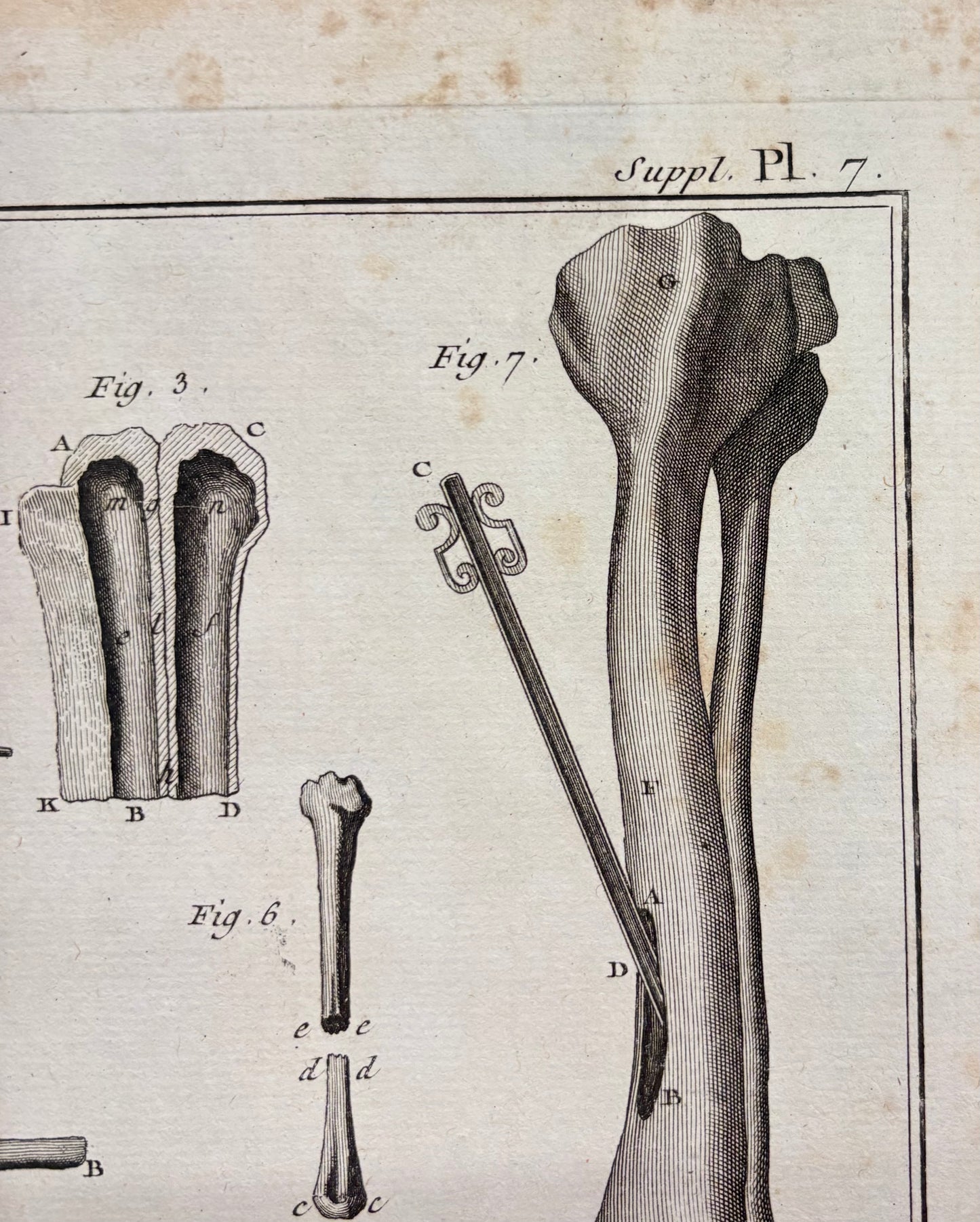Plate 7, Long Bones by Louis-Jacques Goussier