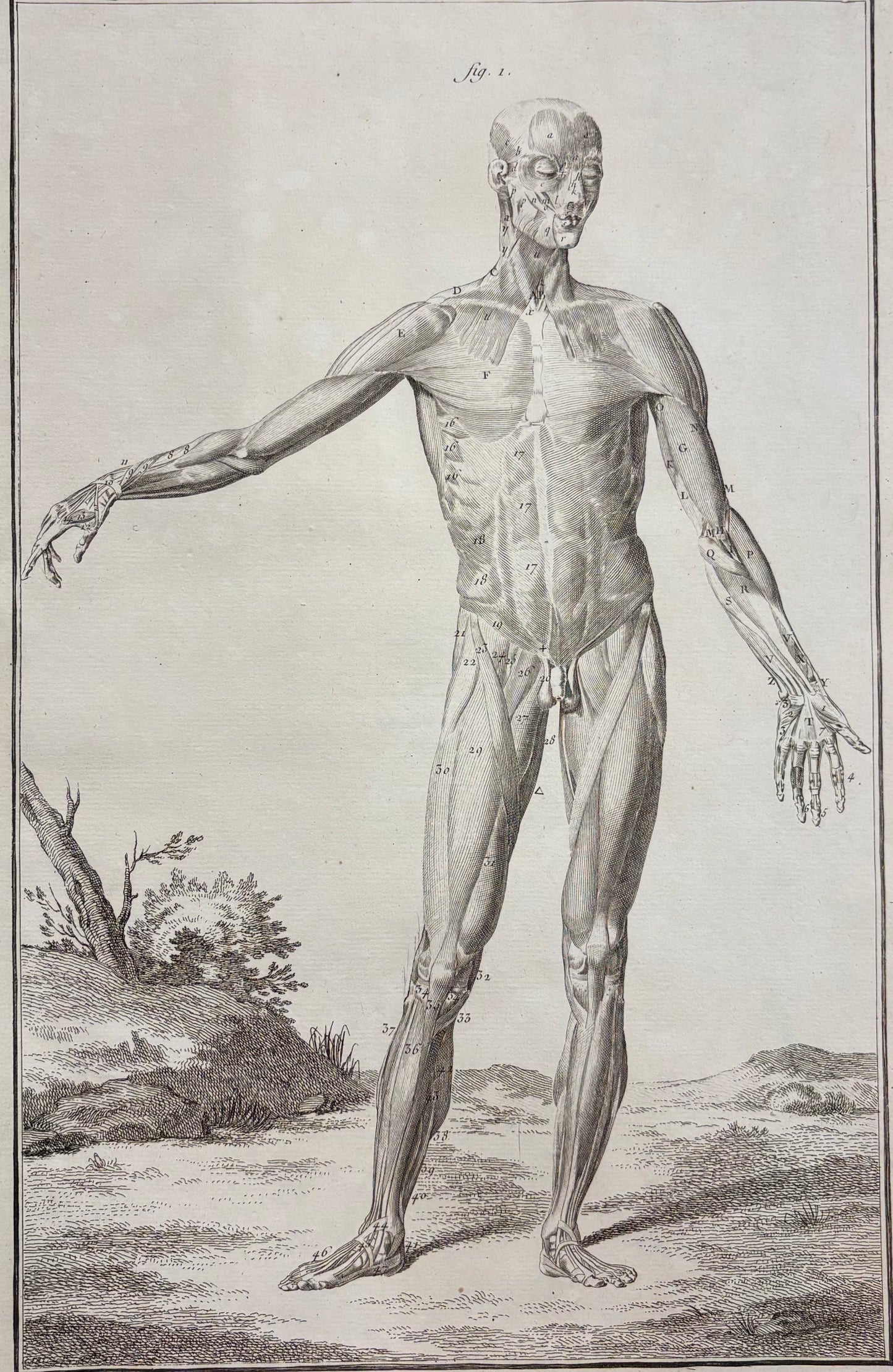 Plate IV, Anatomie by Louis-Jacques Goussier