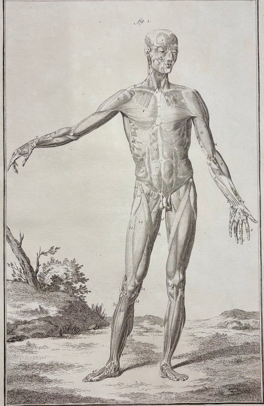 Plate IV, Anatomie by Louis-Jacques Goussier