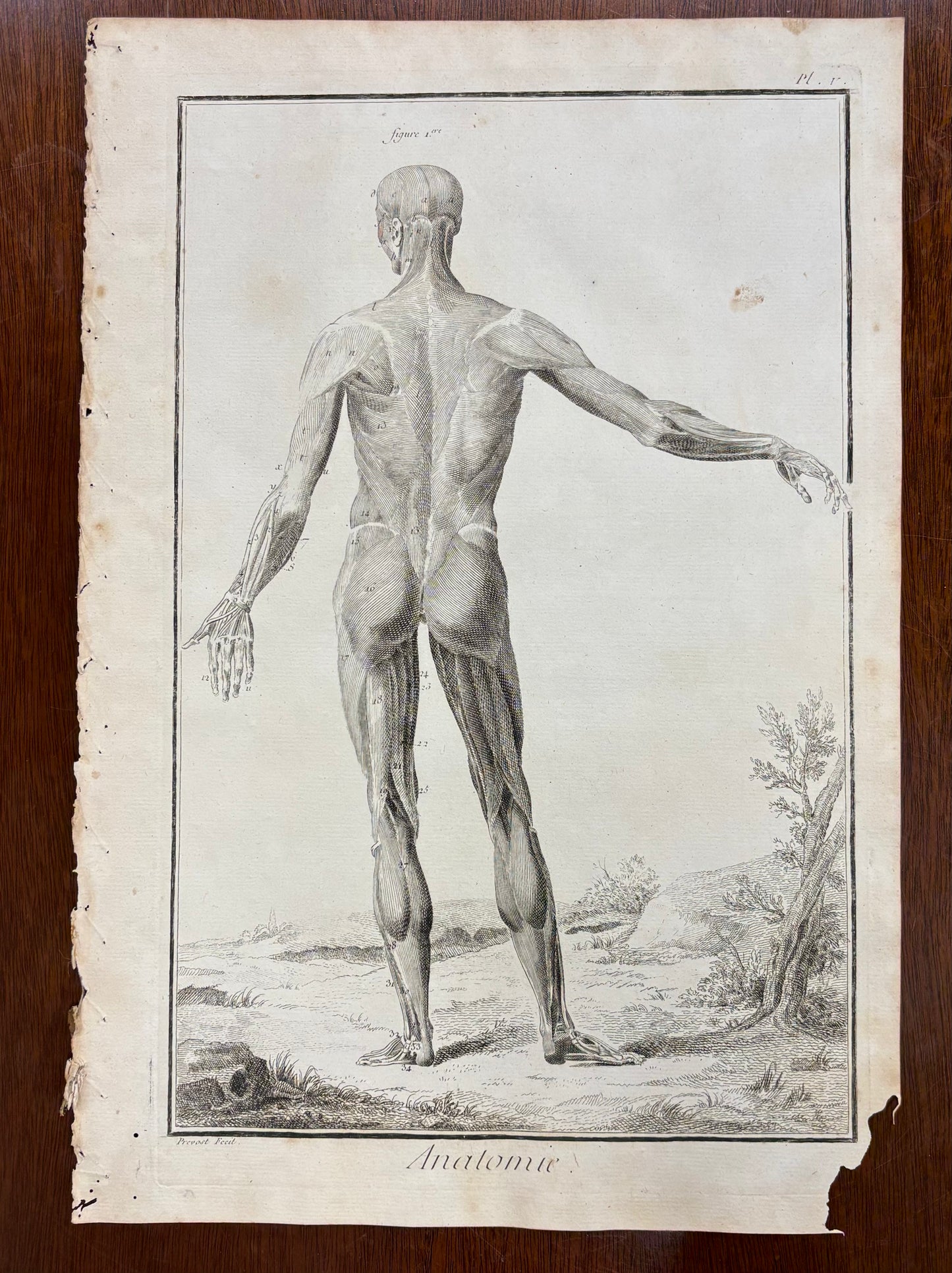 Plate V, Anatomie by Louis-Jacques Goussier