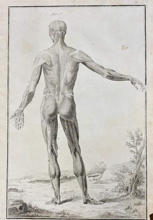 Plate V, Anatomie by Louis-Jacques Goussier