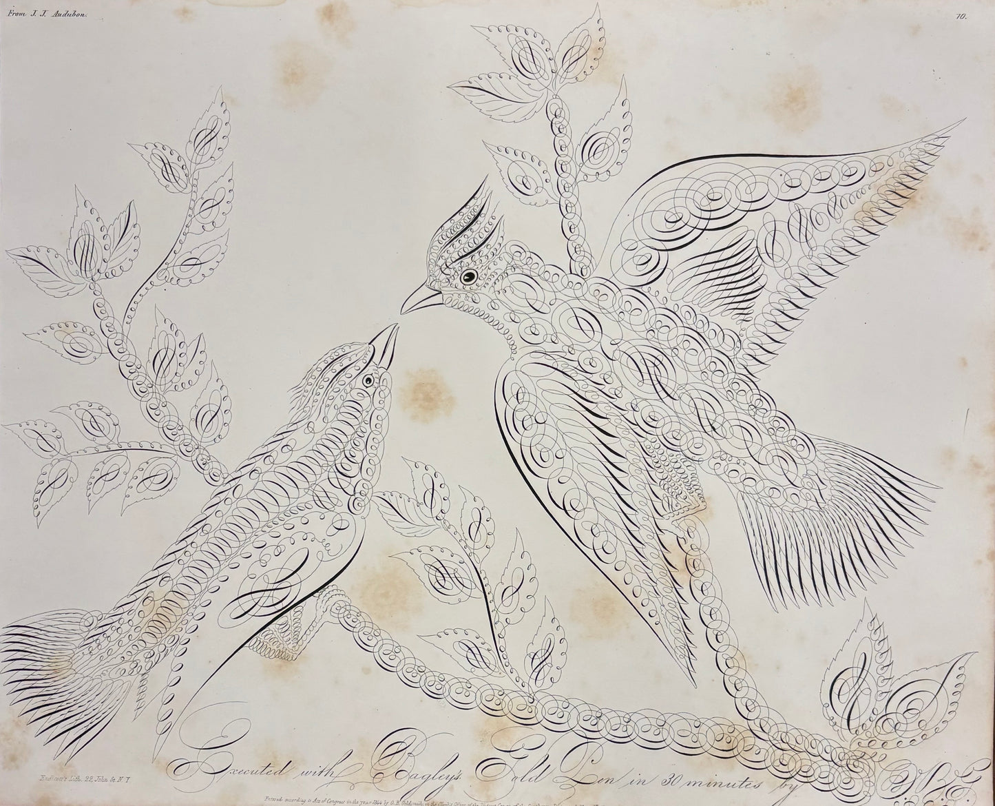 Audubon Birds in Calligraphy by Oliver B. Goldsmith