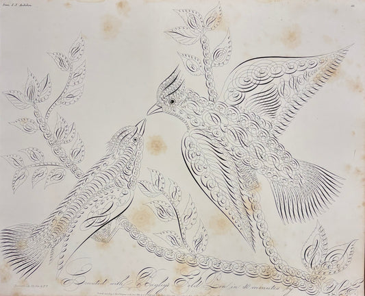 Audubon Birds in Calligraphy by Oliver B. Goldsmith