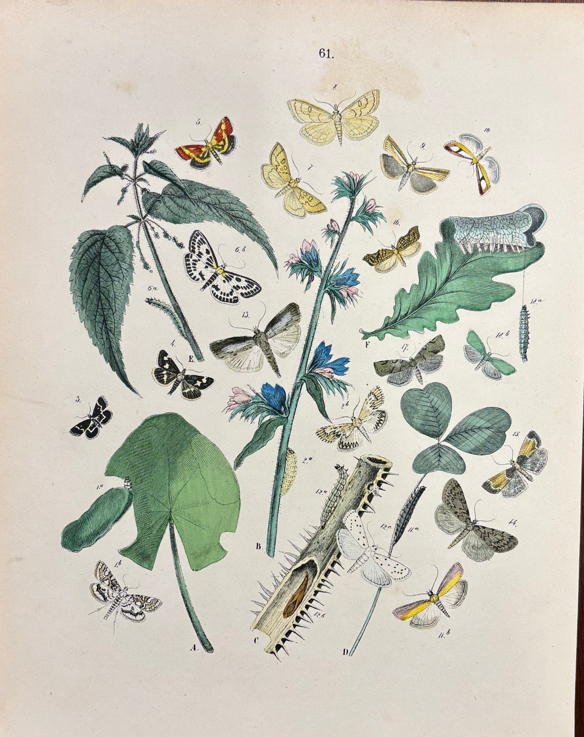 Moths and Butterflies by W.F. Kirby
