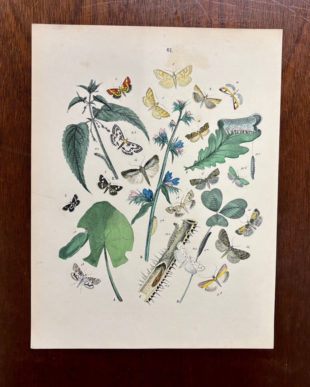 Moths and Butterflies by W.F. Kirby