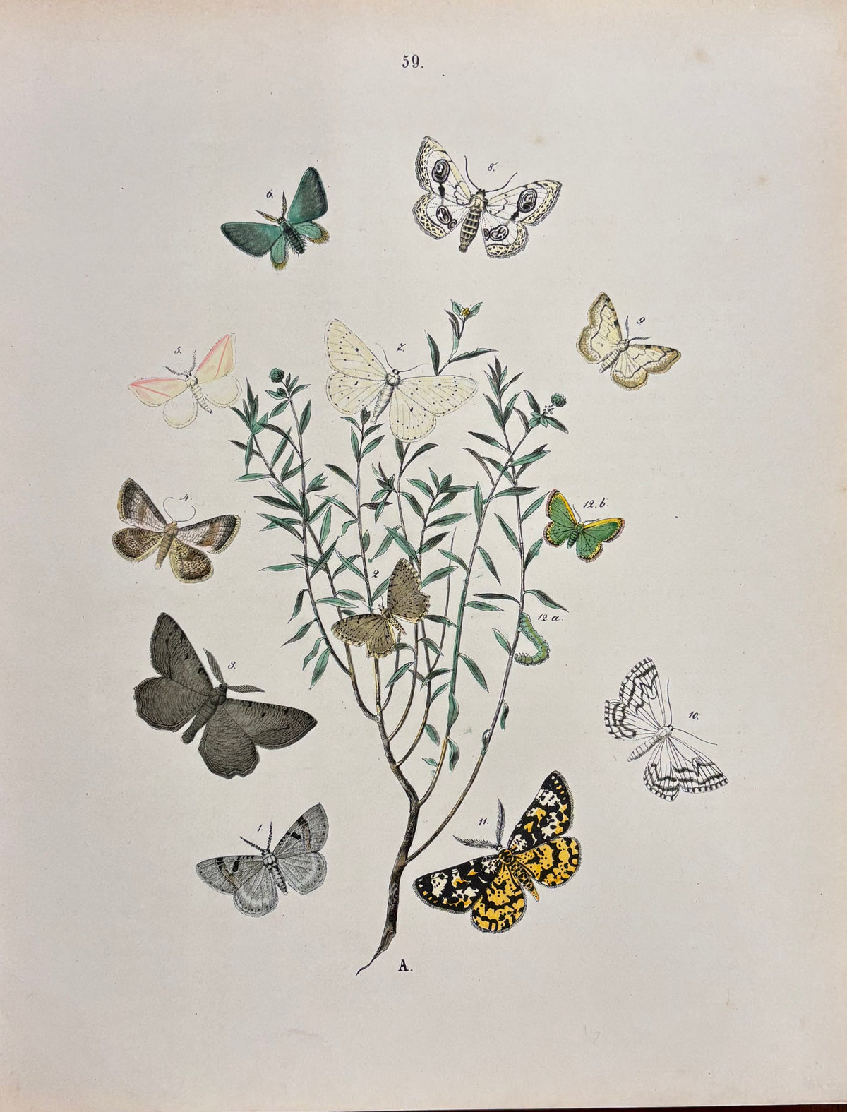 Moths and Butterflies by W.F. Kirby