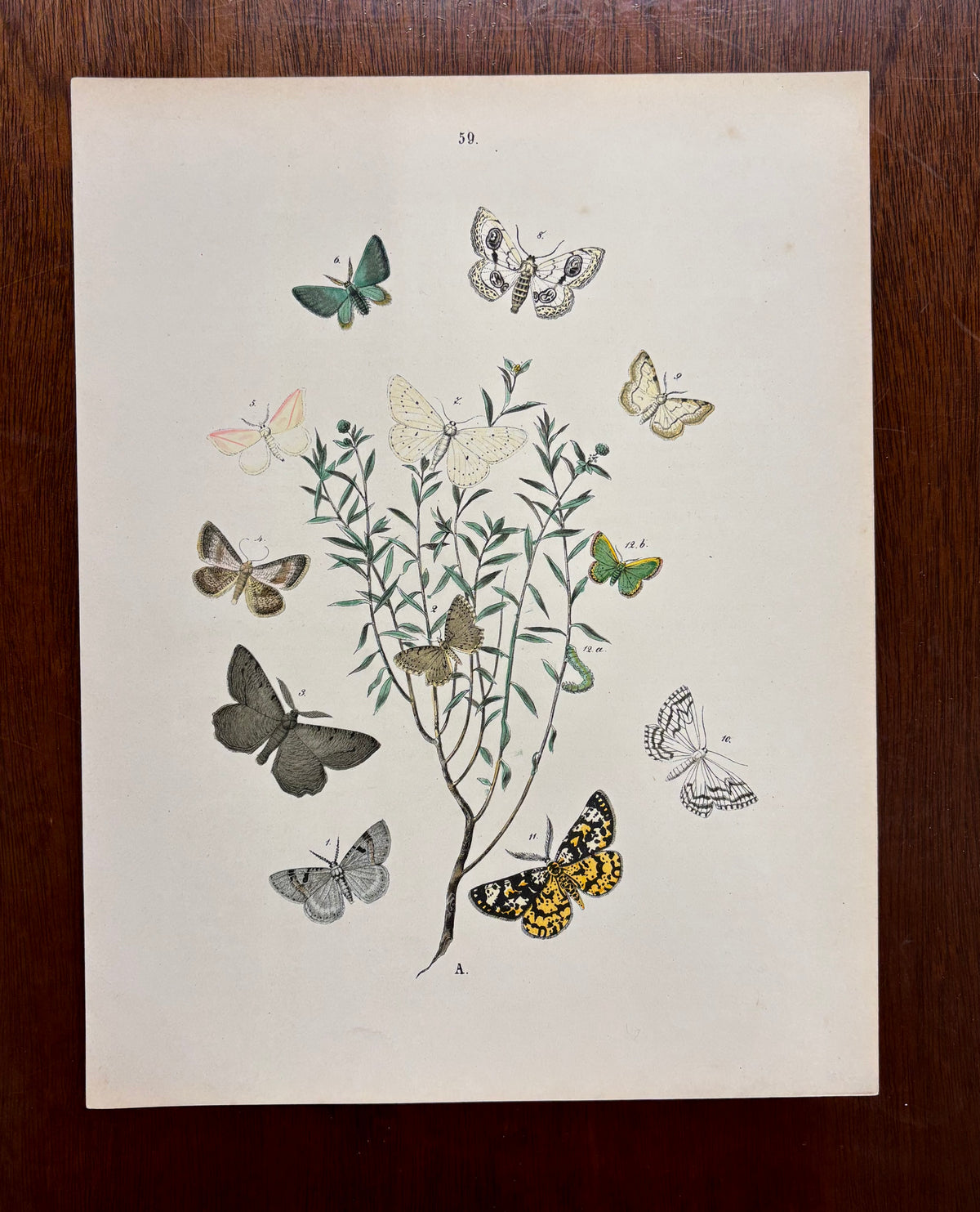 Moths and Butterflies by W.F. Kirby