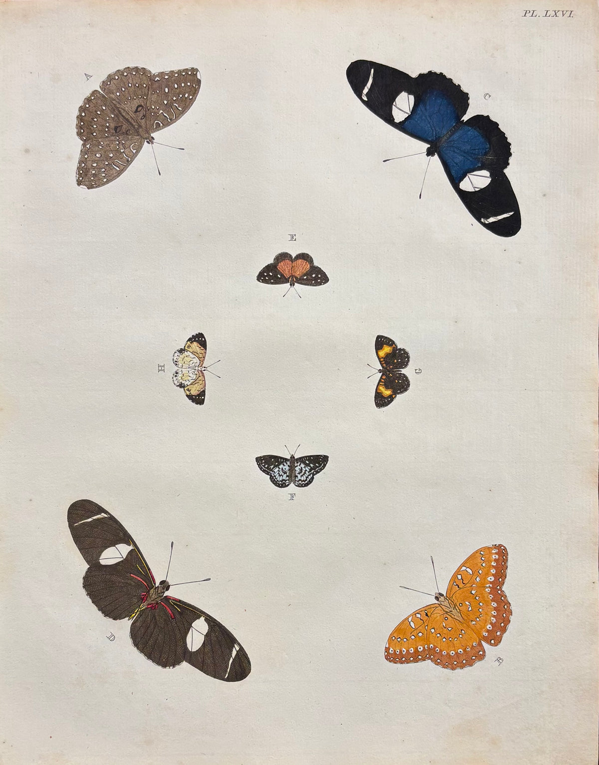 Plate LXVI by Anonymous Artist