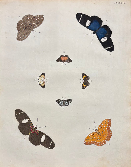 Plate LXVI by Anonymous Artist
