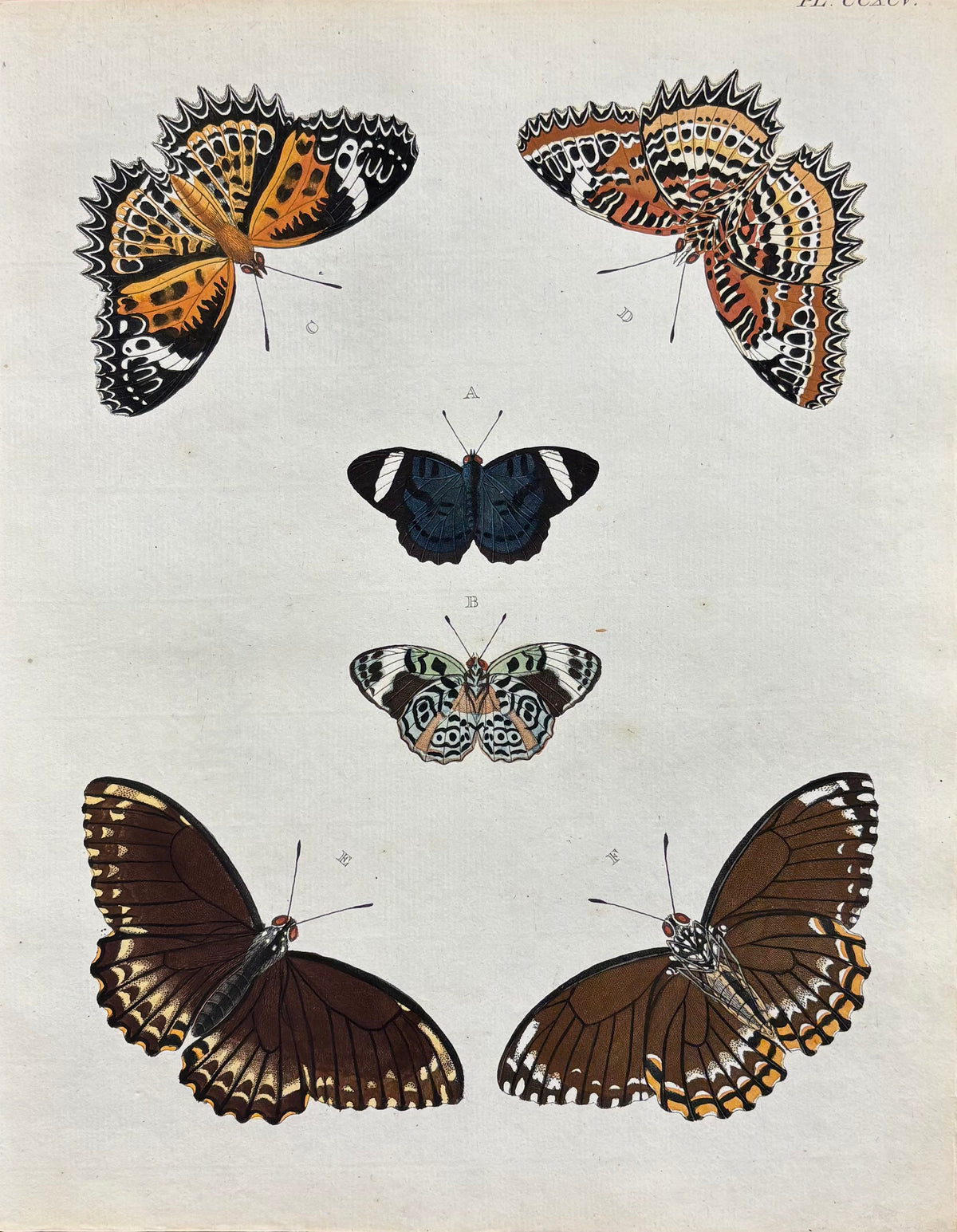 Plate CCXCV by Anonymous Artist