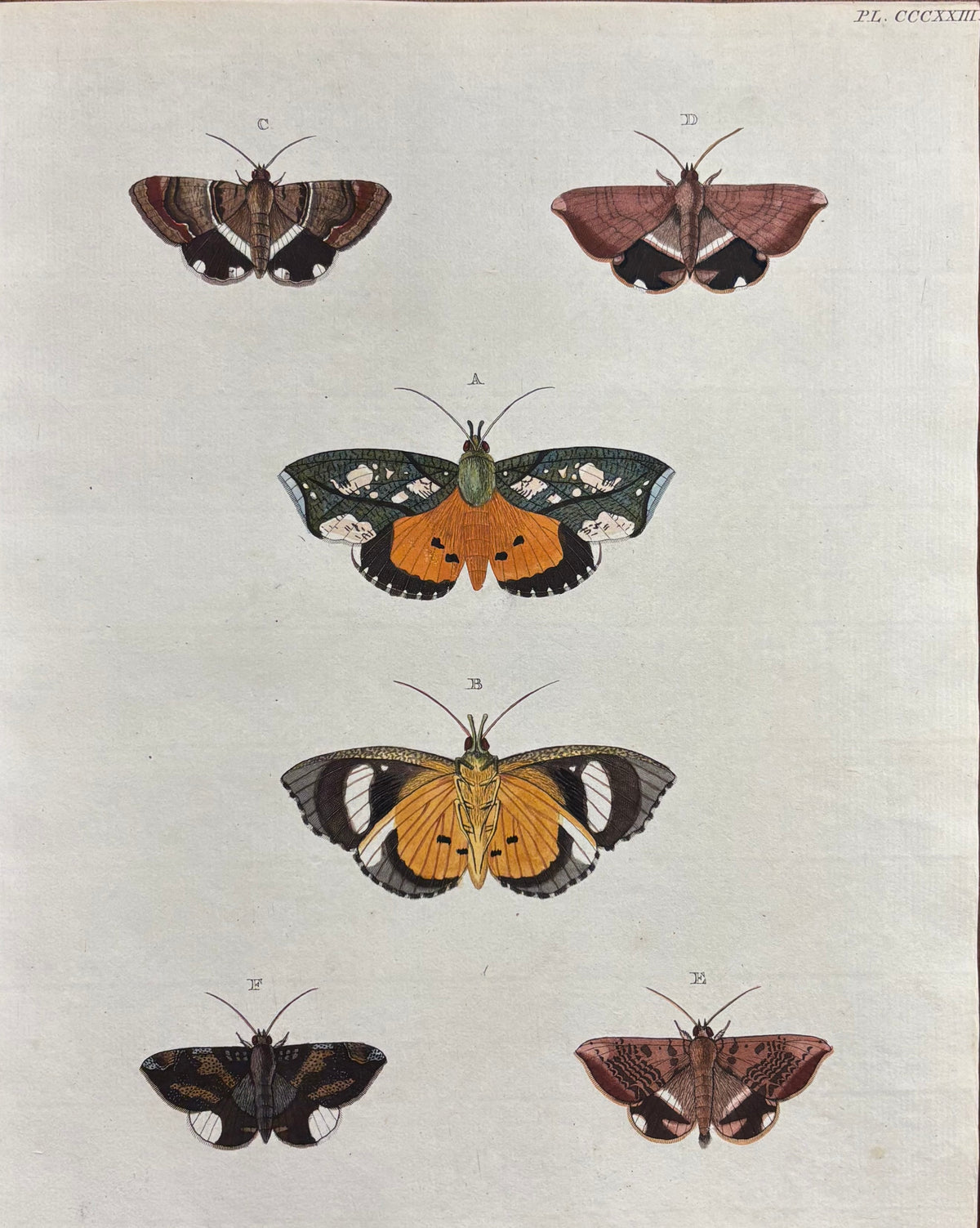 Plate CCCXXIII