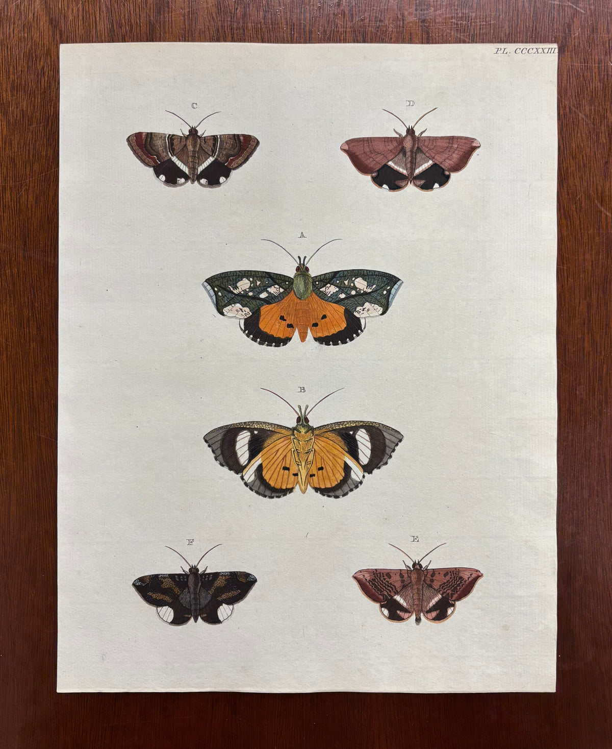 Plate CCCXXIII