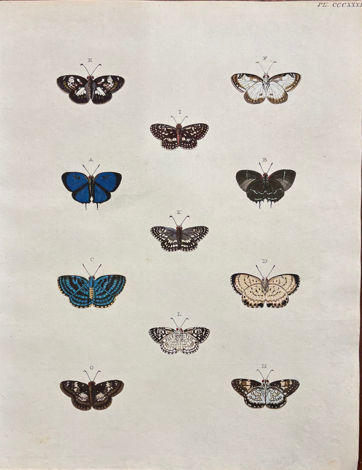 Plate CCCXXXII