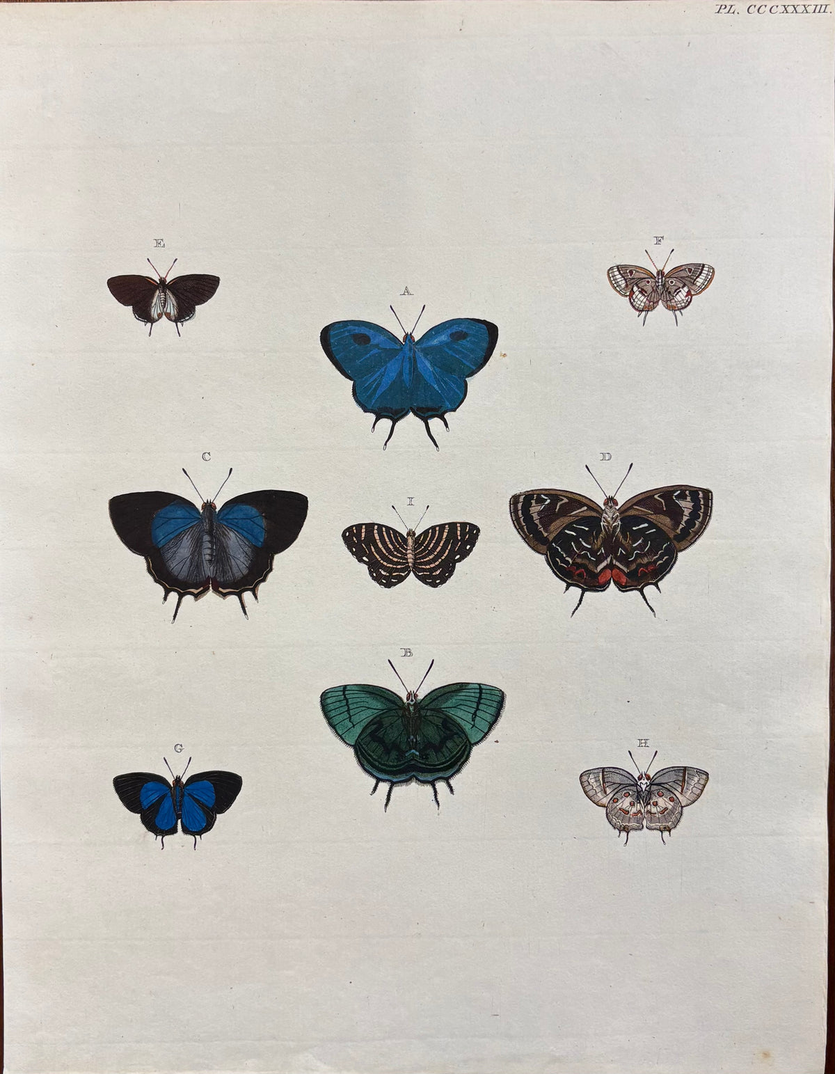 Plate CCCXXXIII by Anonymous Artist