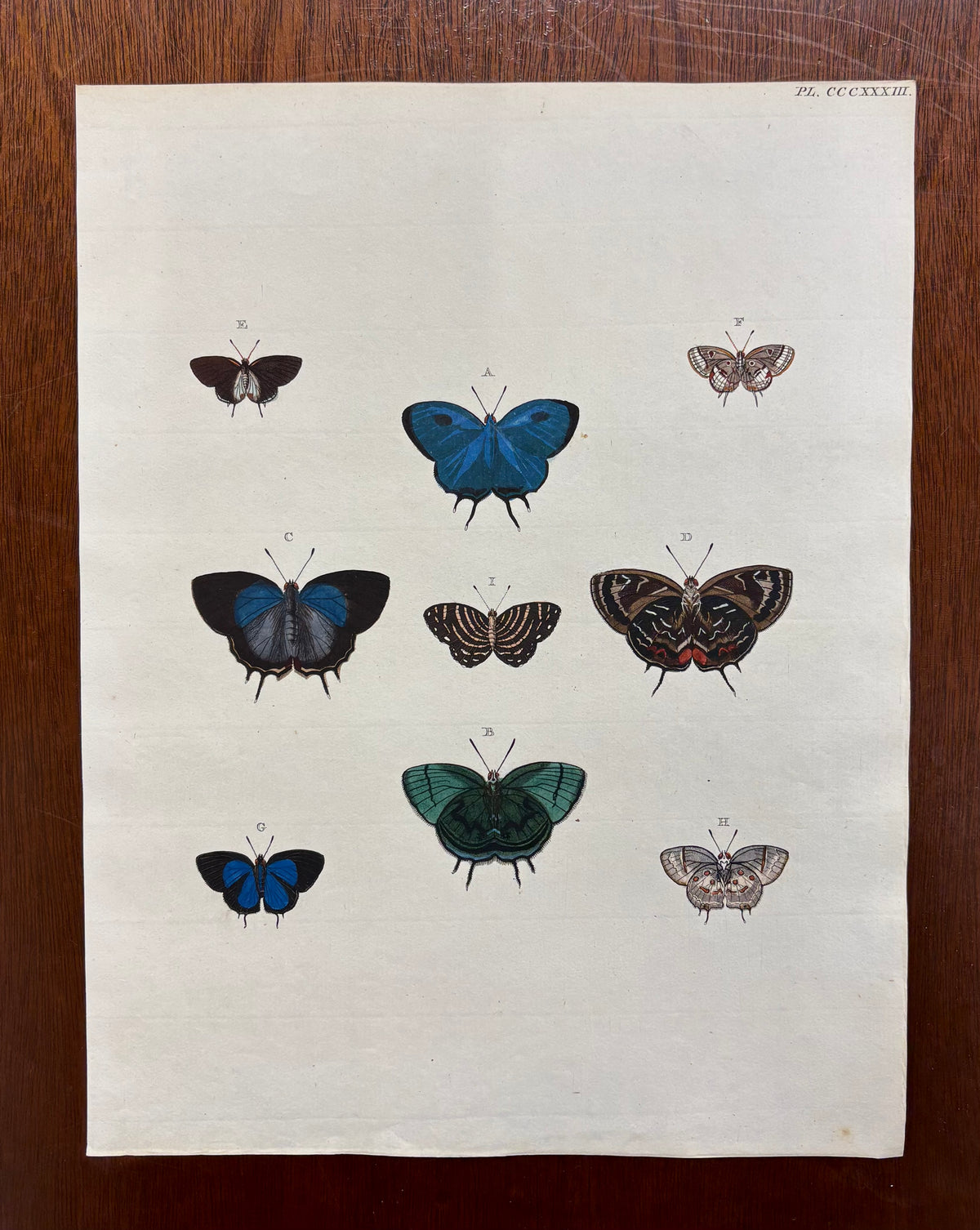 Plate CCCXXXIII by Anonymous Artist
