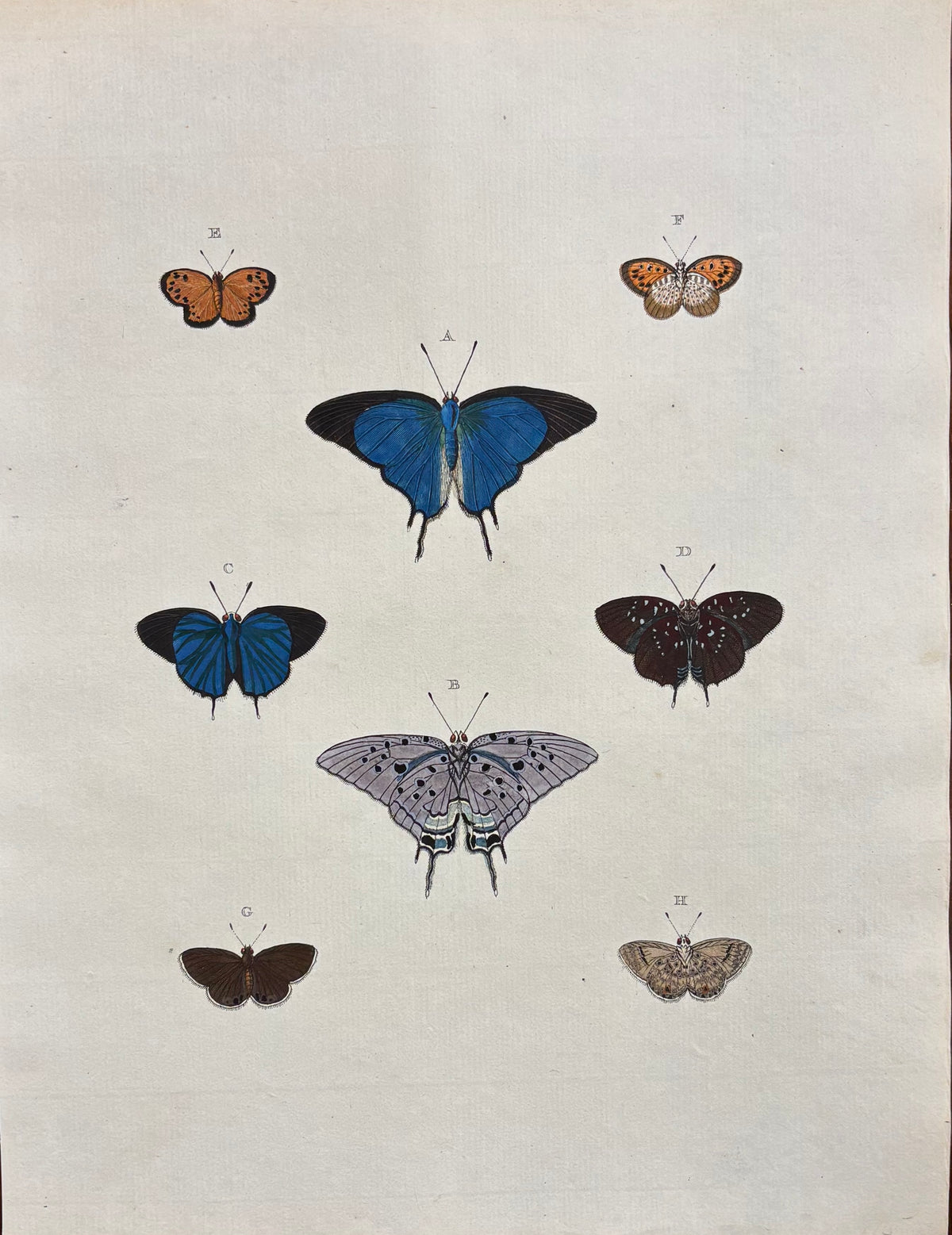 Plate CCCXXXIII by Anonymous Artist