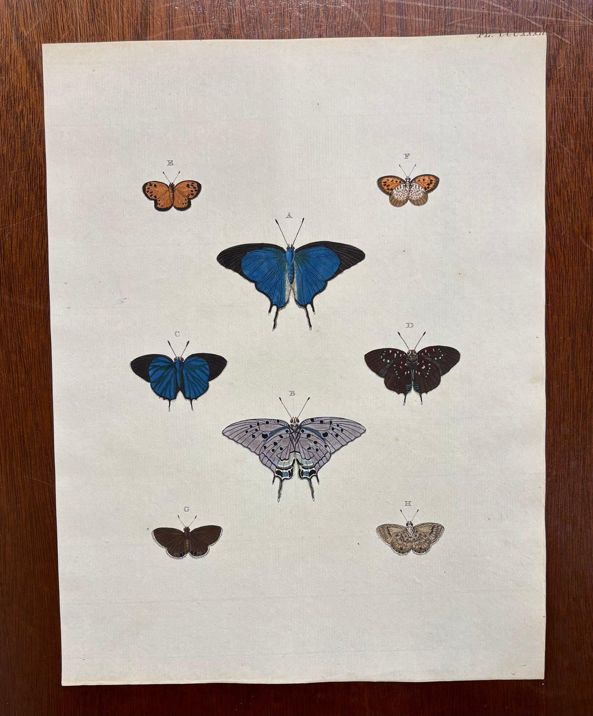 Plate CCCXXXIII by Anonymous Artist