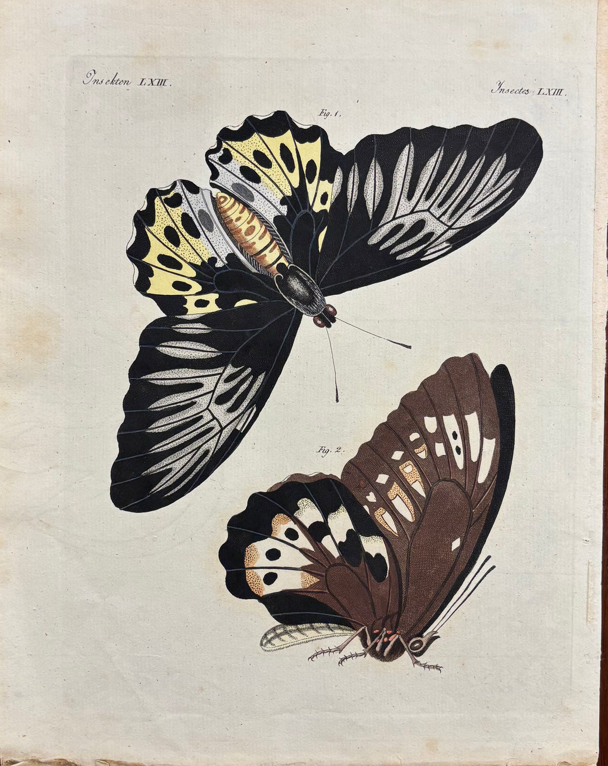 Insekten XXXIV by Anonymous Artist