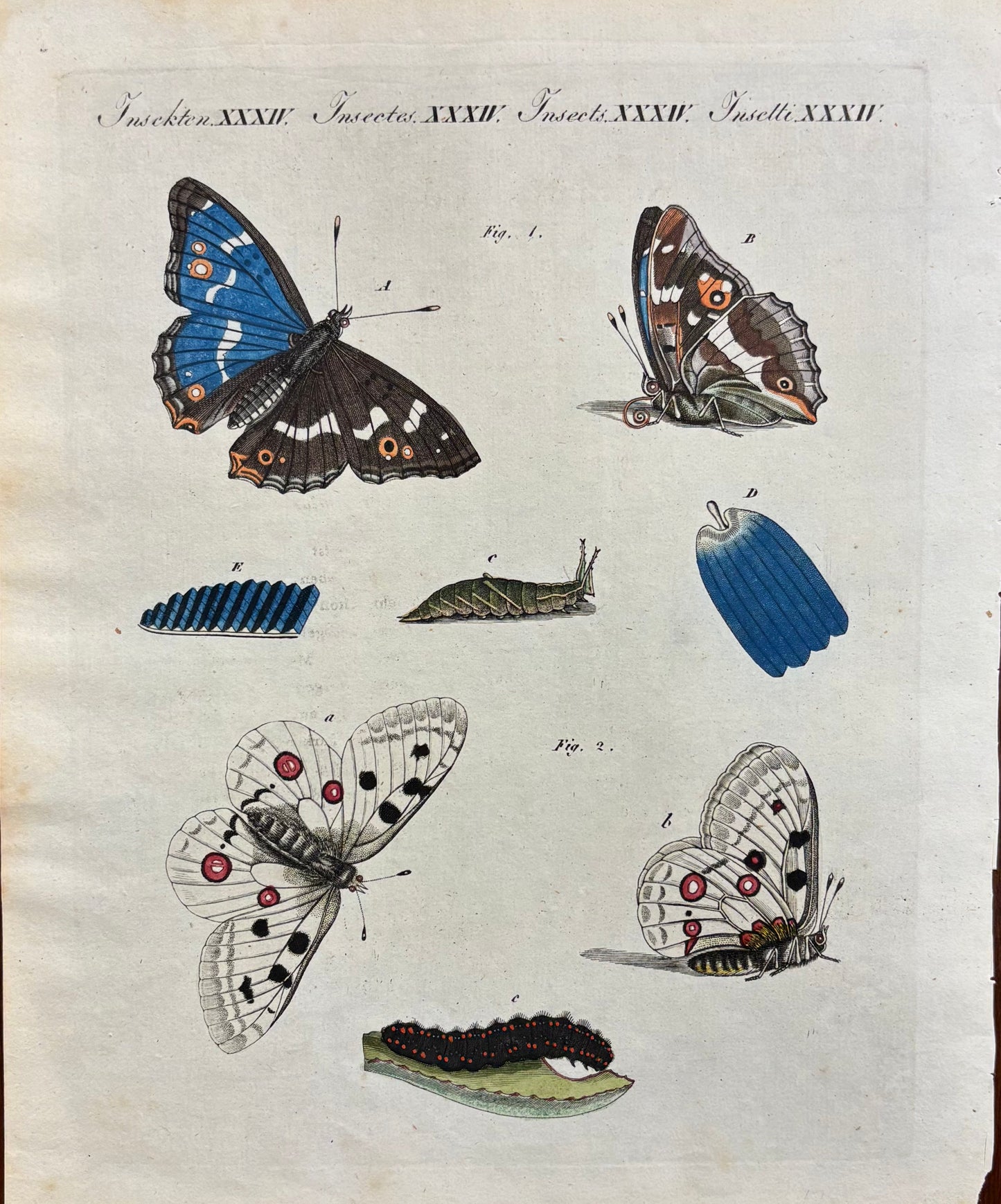 Insekten XXXII  by Anonymous Artist