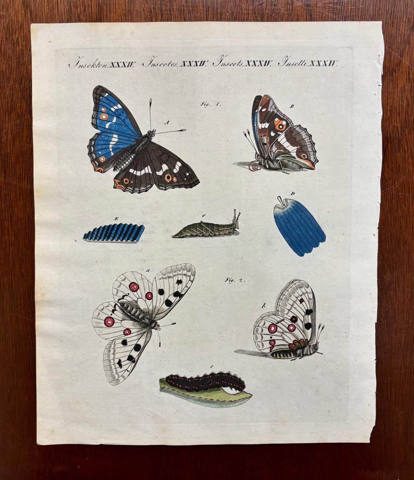 Insekten XXXII  by Anonymous Artist