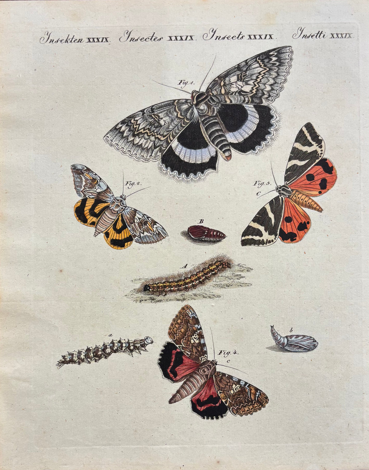 Insekten XXXIX by Anonymous Artist