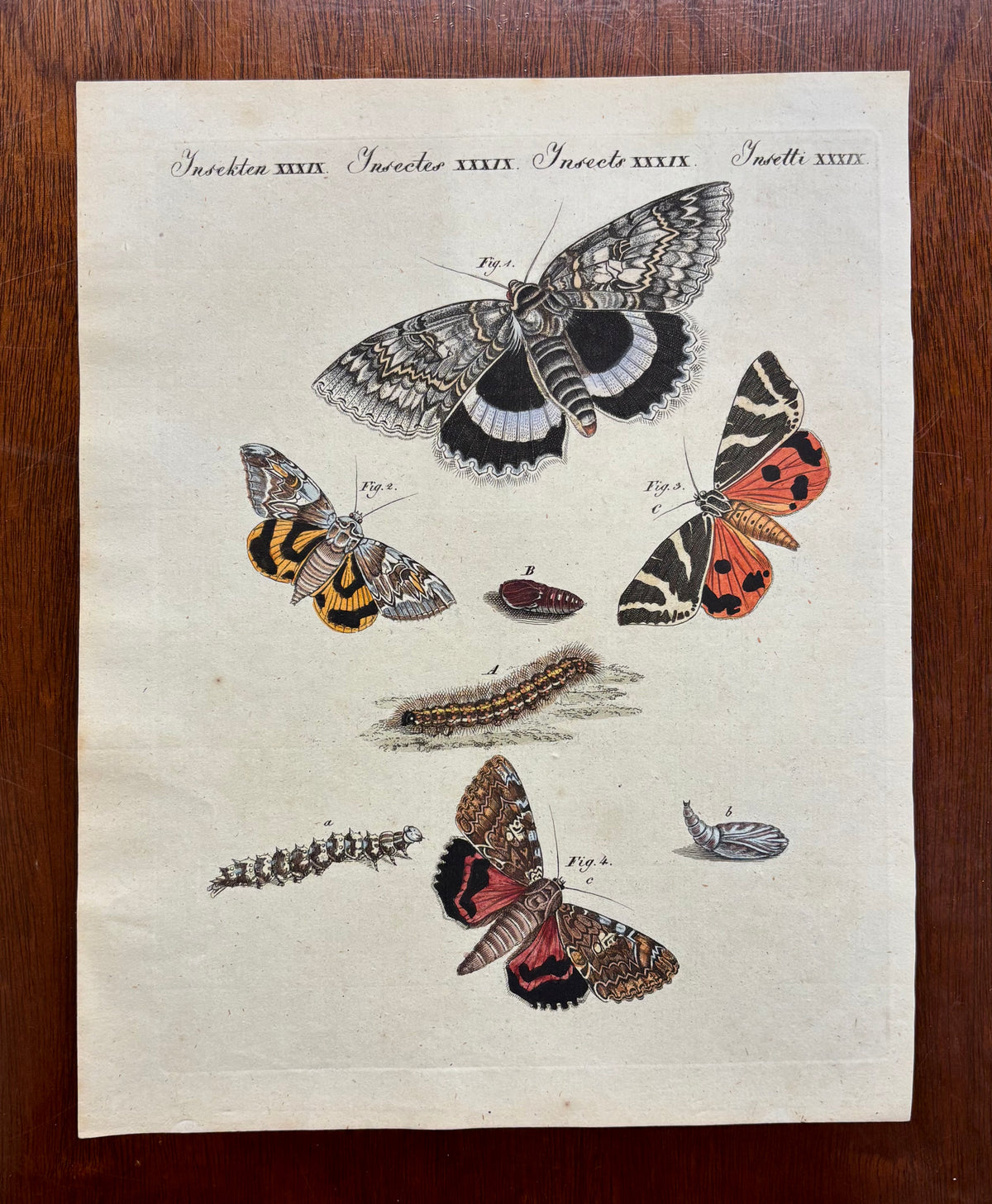 Insekten XXXIX by Anonymous Artist