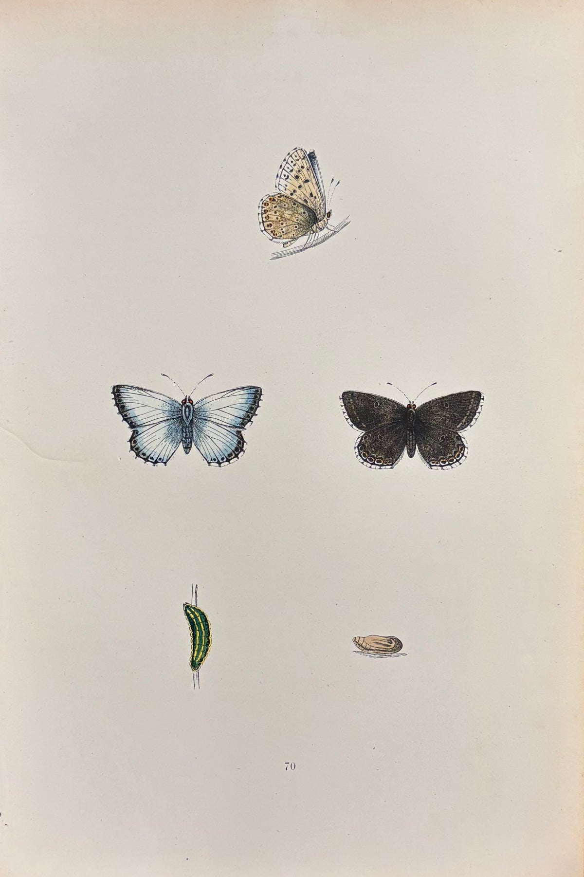 British Butterflies (Pl. 70) by Henry Noel Humphreys