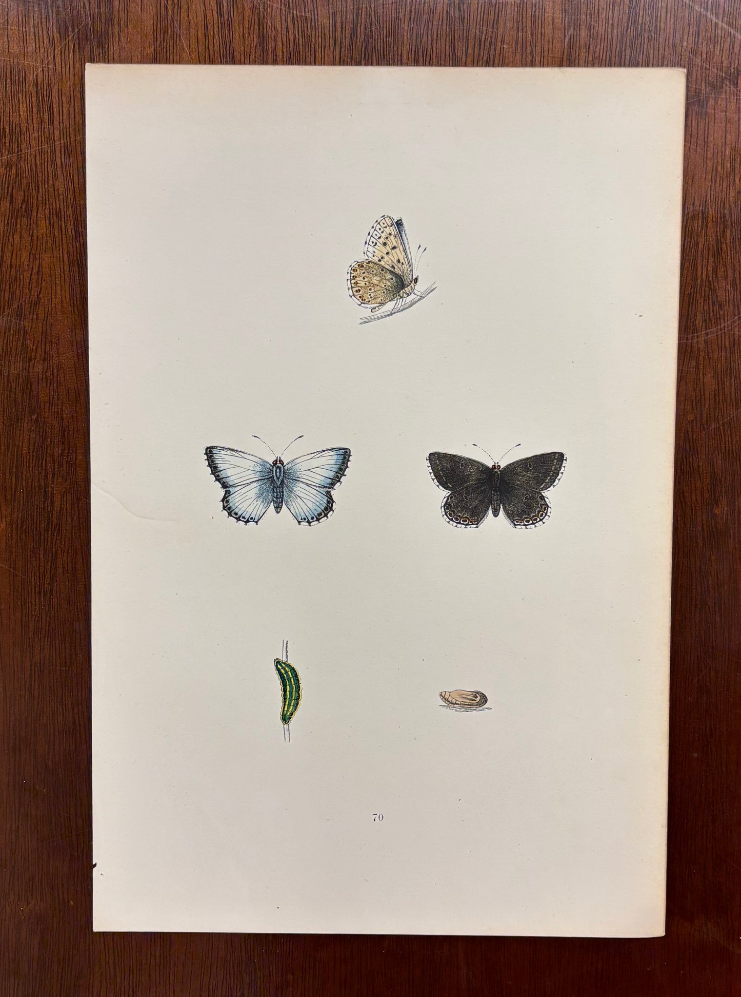 British Butterflies (Pl. 70) by Henry Noel Humphreys