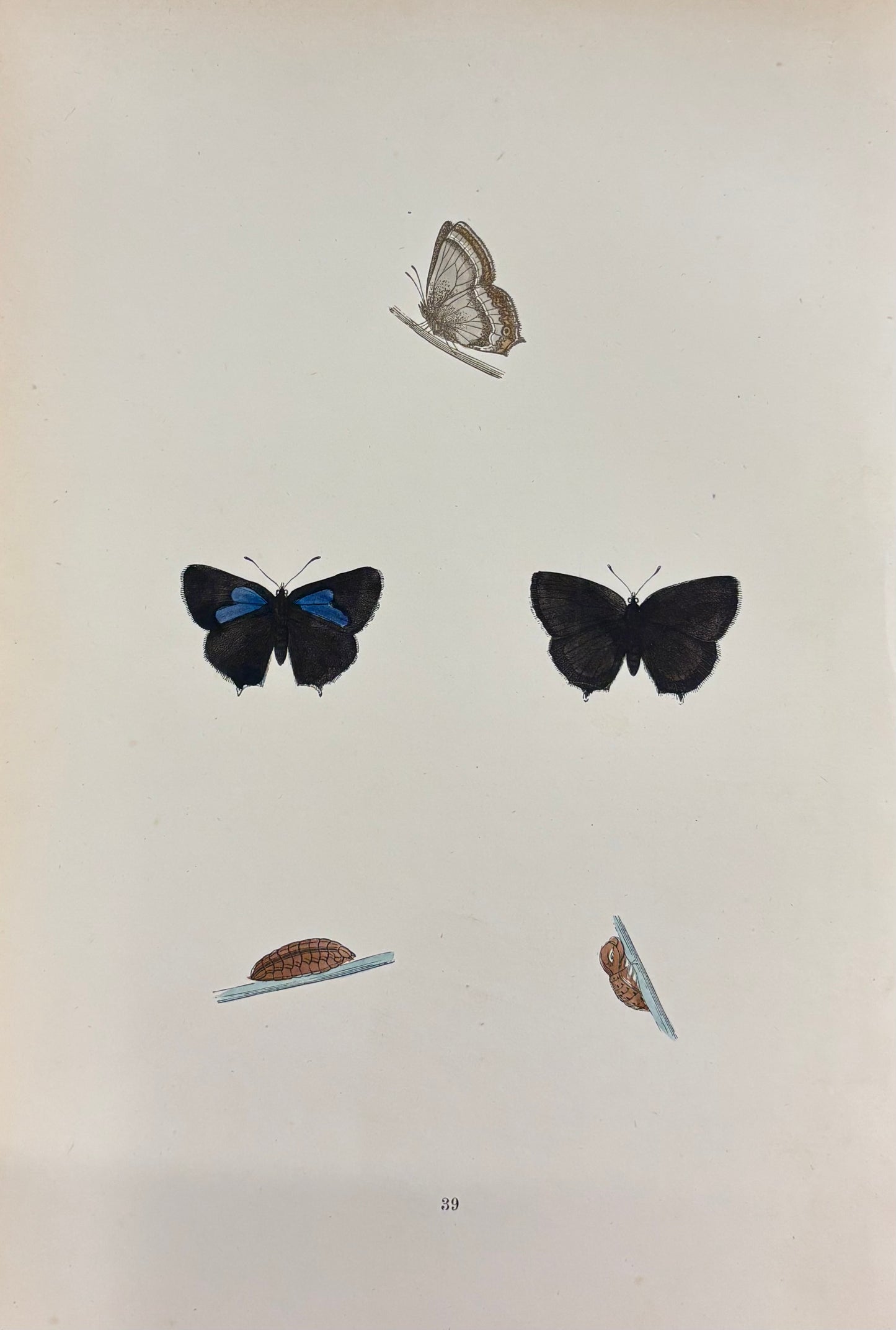 British Butterfly (Pl. 39) by Henry Noel Humphreys