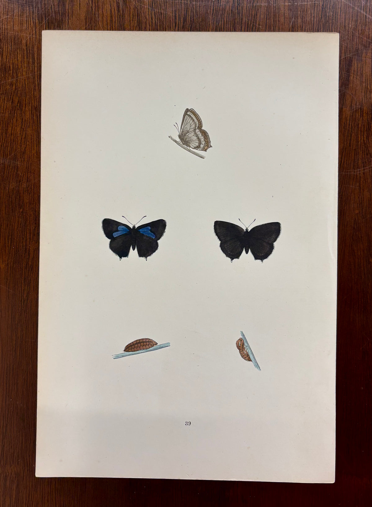 British Butterfly (Pl. 39) by Henry Noel Humphreys